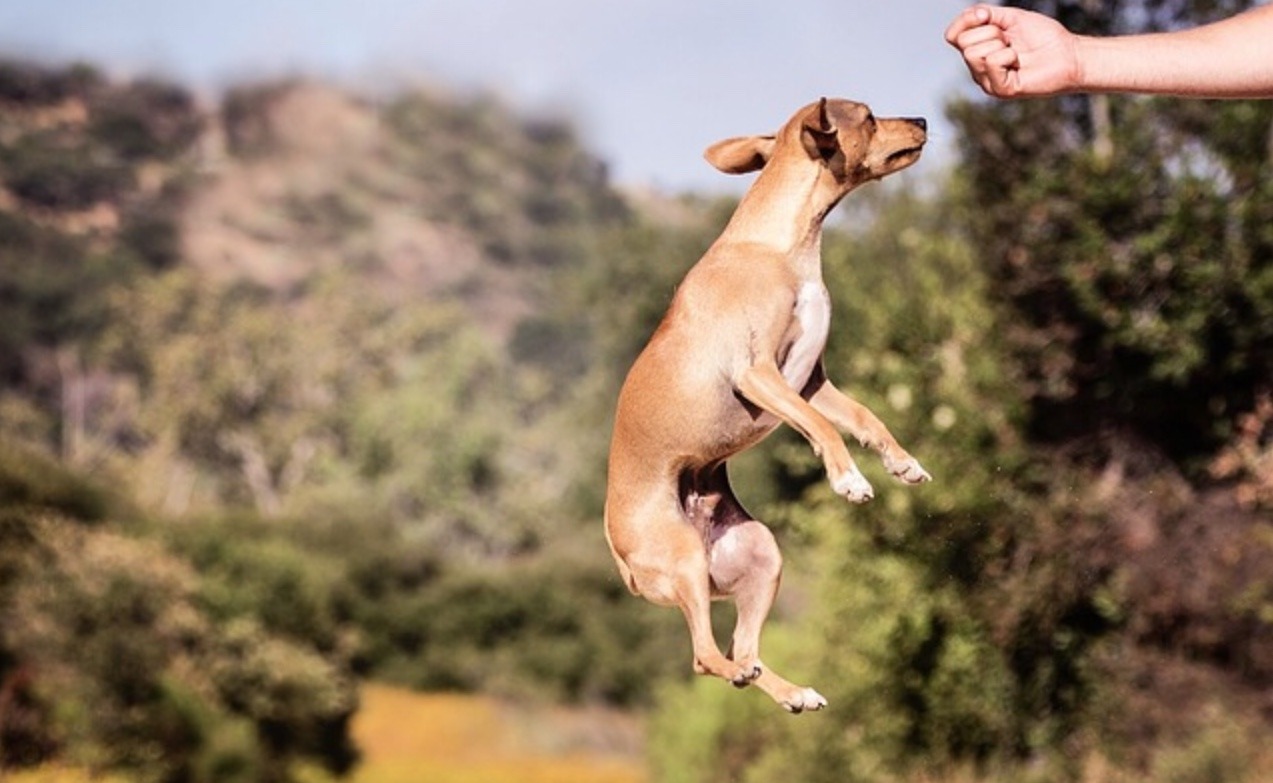 Concept Training Jumping Dog Image