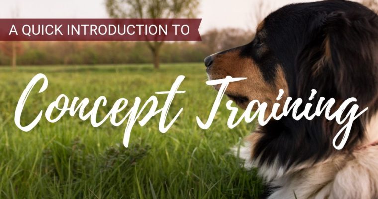 What Is Concept Training? Positive Dog Training Made Easy