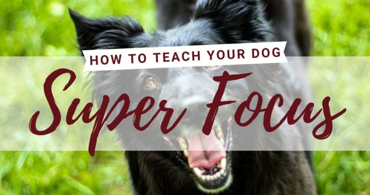 How To Teach Your Dog Super Focus: The Magic Hand Game