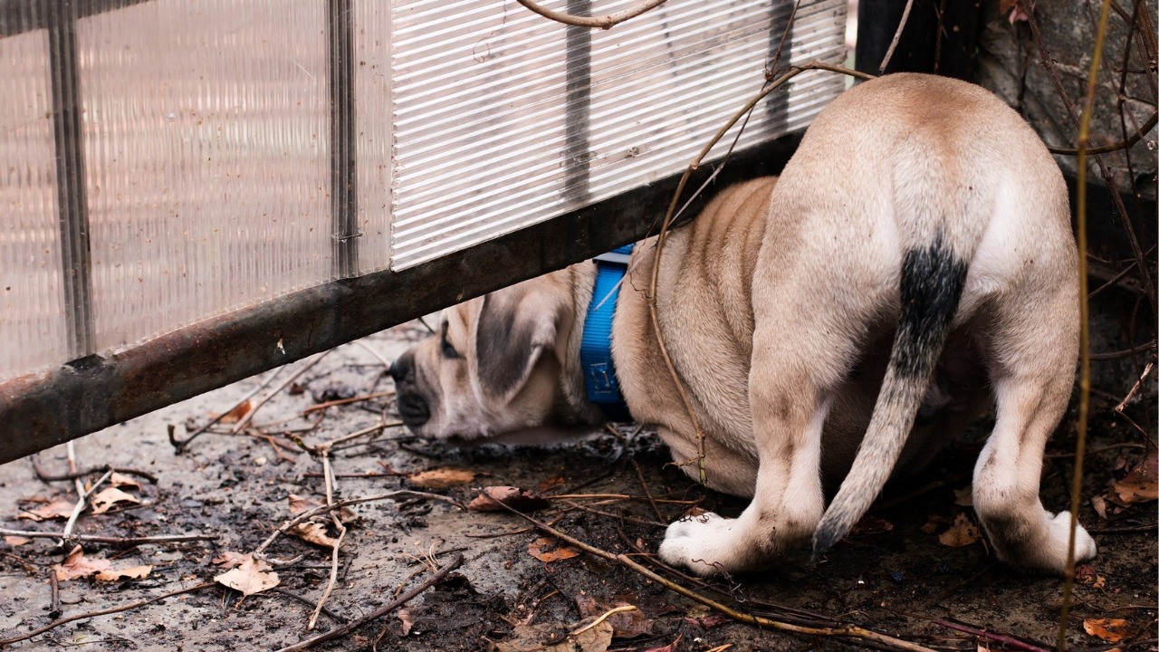 Reactive dog training for anxious dogs