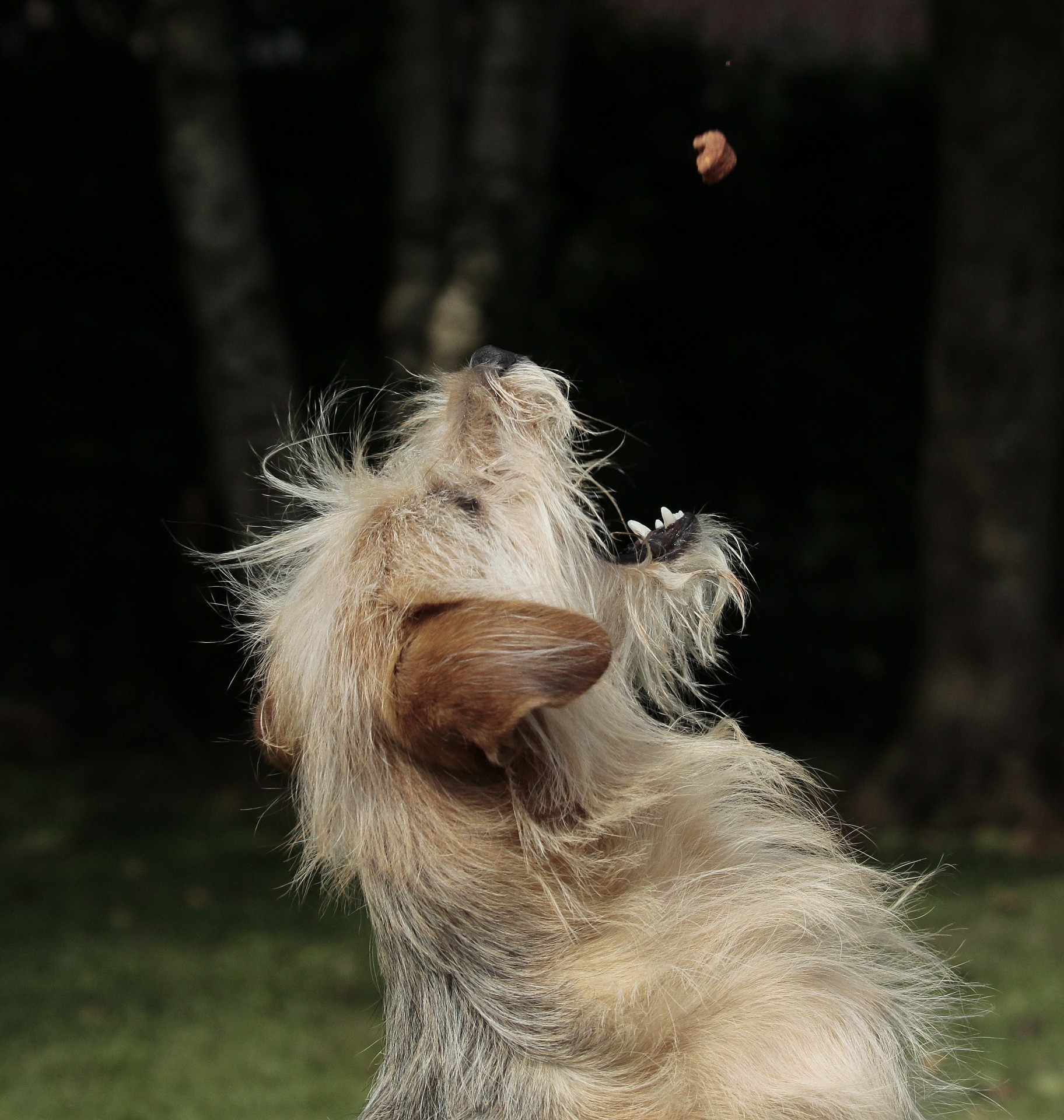 Positive dog training in practise - dog catching a treat