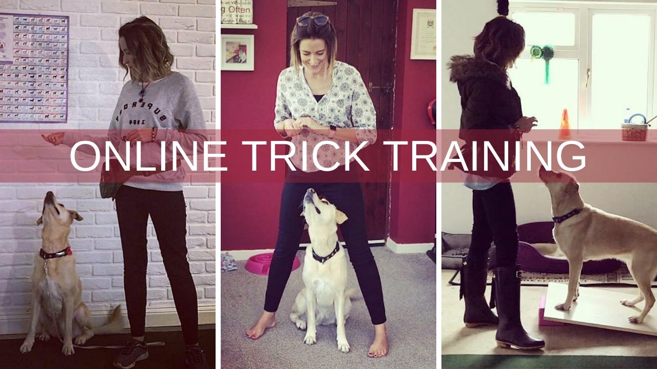 Protected: Trick Training for Beginners