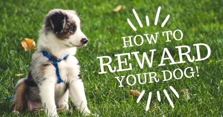 Positive Dog Training: HOW to Reward Your Dog For Maximum Results!