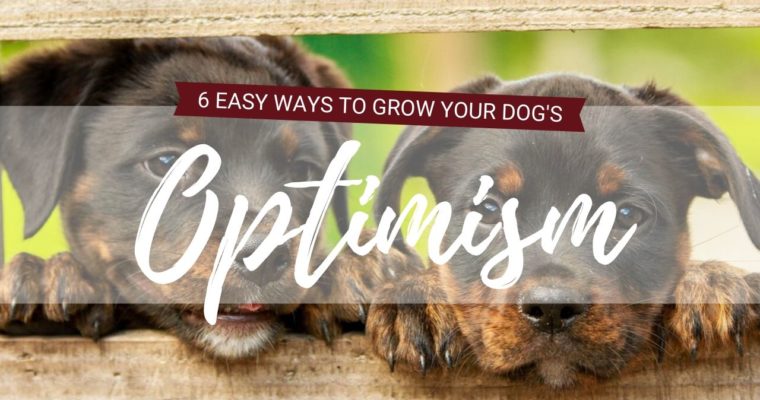 Boost Your Puppy’s Confidence: 6 Quick and Easy Games