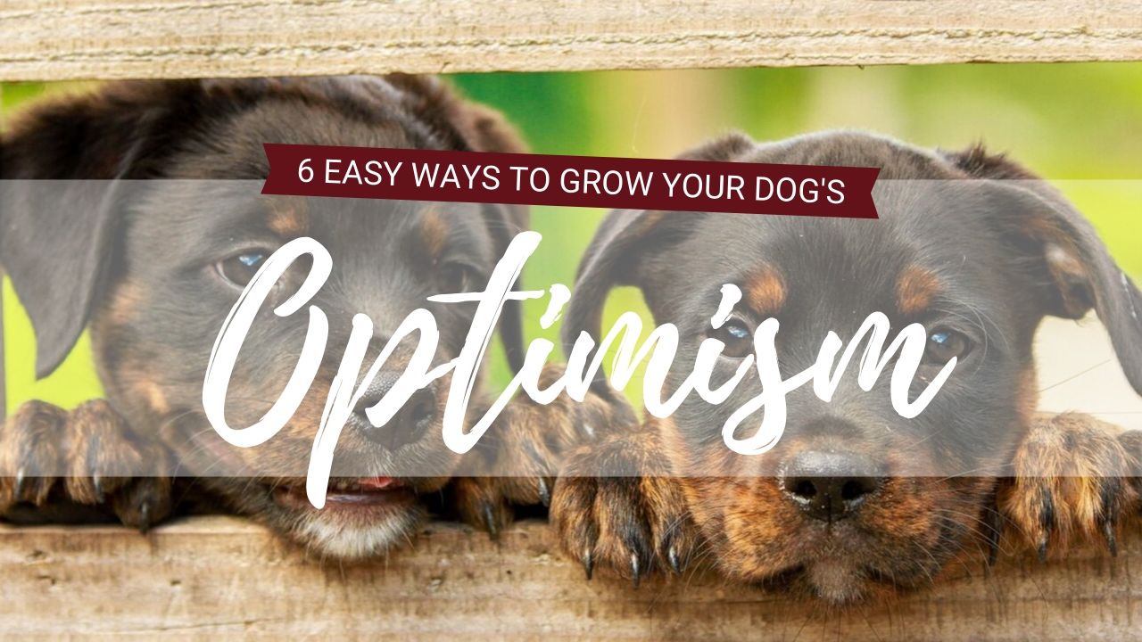 Boost Your Puppy’s Confidence: 6 Quick and Easy Games