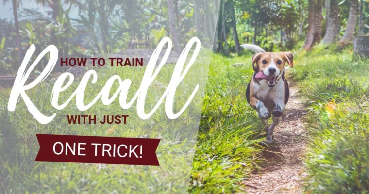 How To Train Your Dog To Come: One Game To Transform Your Recall!