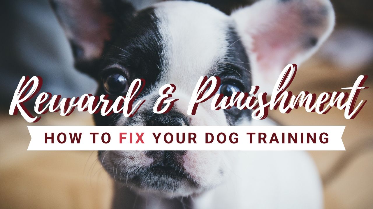 The 4 Quadrants of Dog Training: And How They’re Wreaking Havoc With Your Progress! - Listen Dog