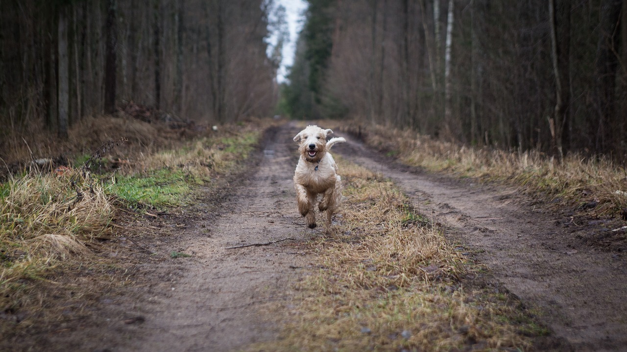 Dog recalling perfectly image
