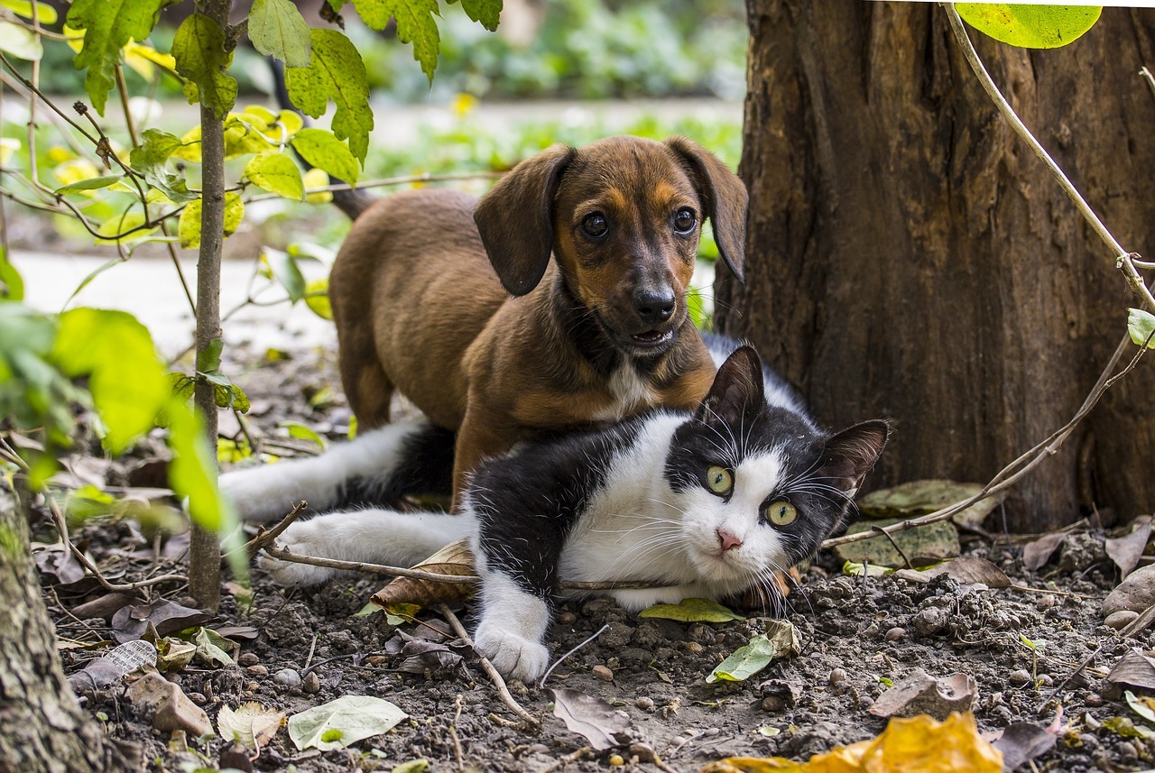 Dog chasing cat image