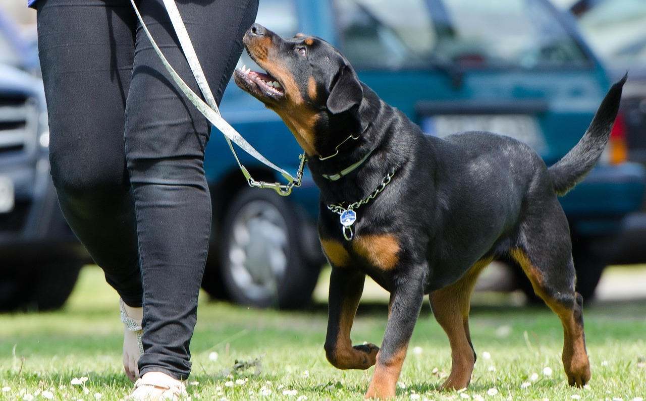 dog trainer working with reactive dog