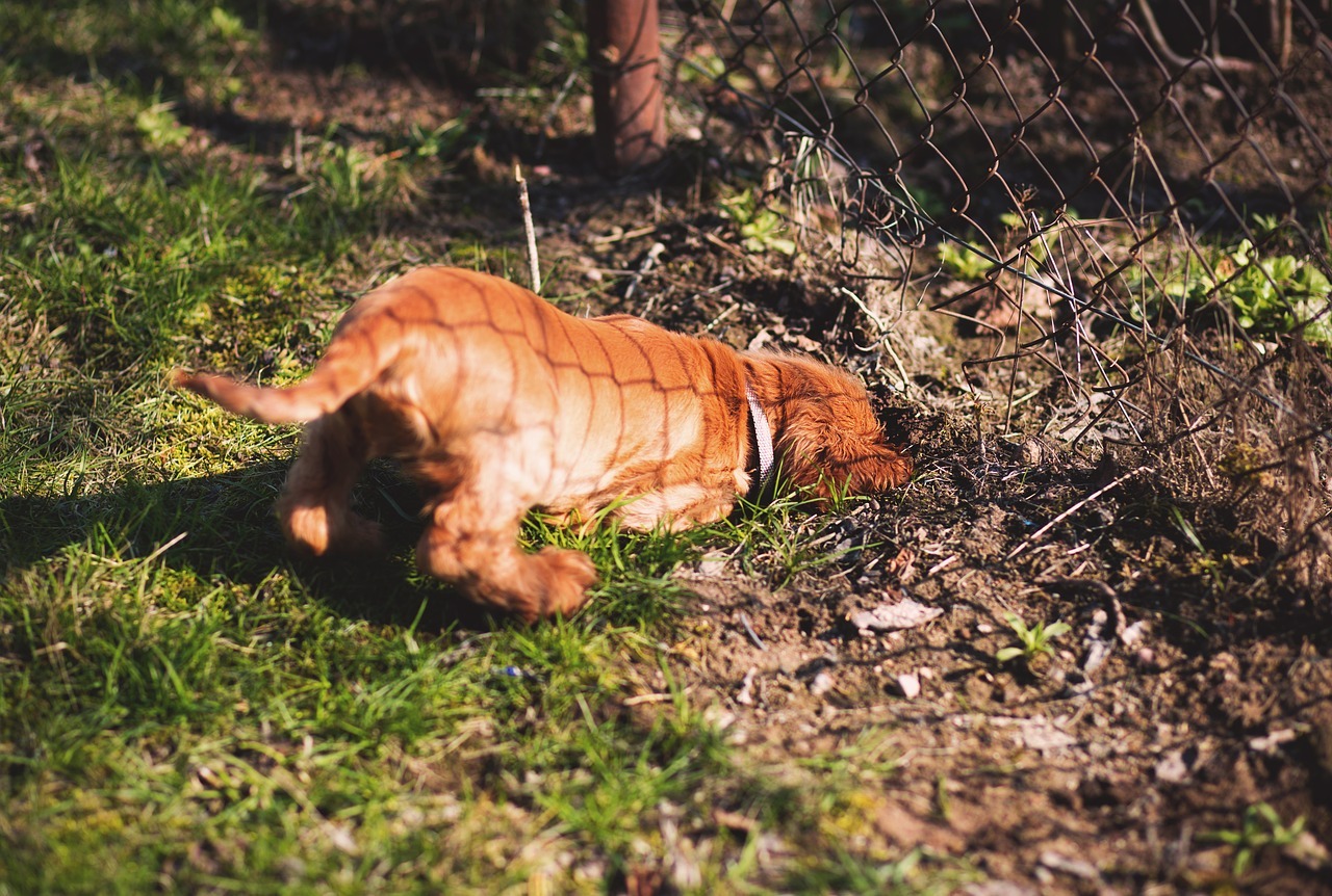 Digging dog image