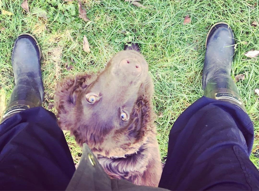Puppy in middle position image