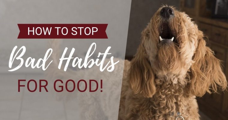 How to Stop a Dog From Barking (and Every Other Behaviour That Drives You Crazy!)