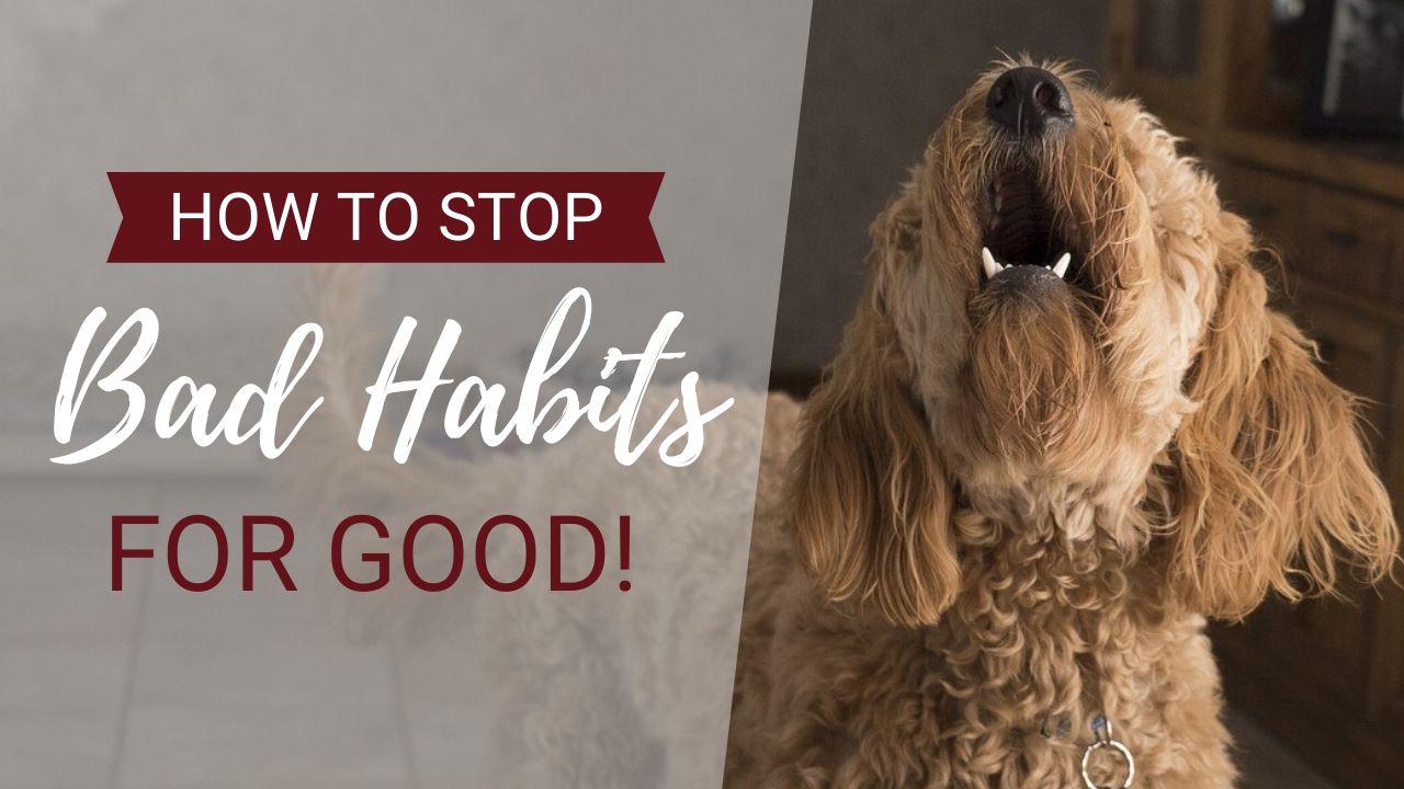 How to Stop a Dog From Barking (and Every Other Behaviour That Drives You Crazy!)