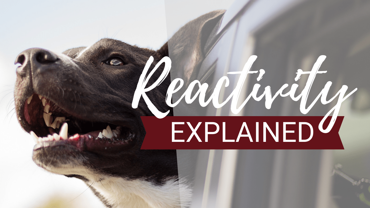 Reactive Dog Training: The Stress Bucket Explained