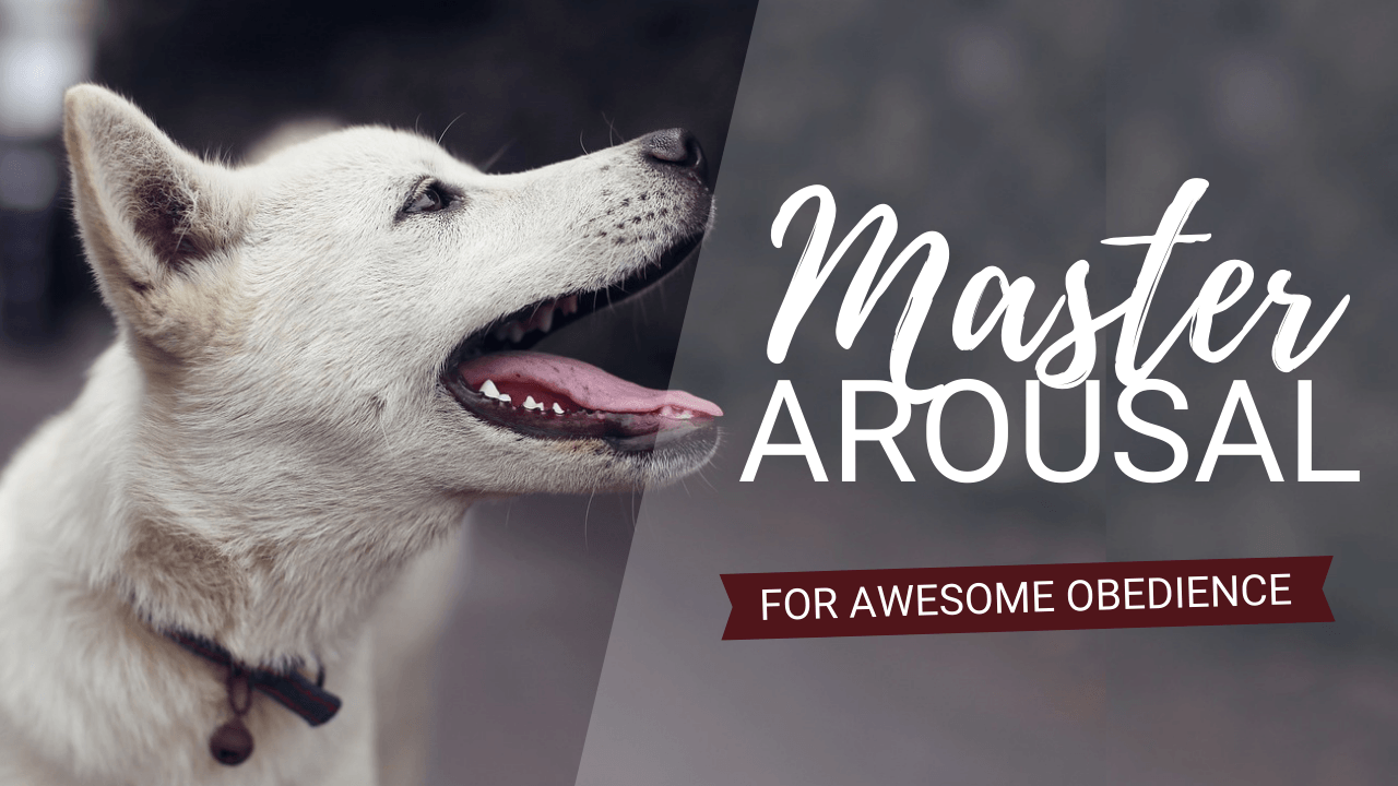 Stress in Dogs: Master Arousal & Transform Your Training