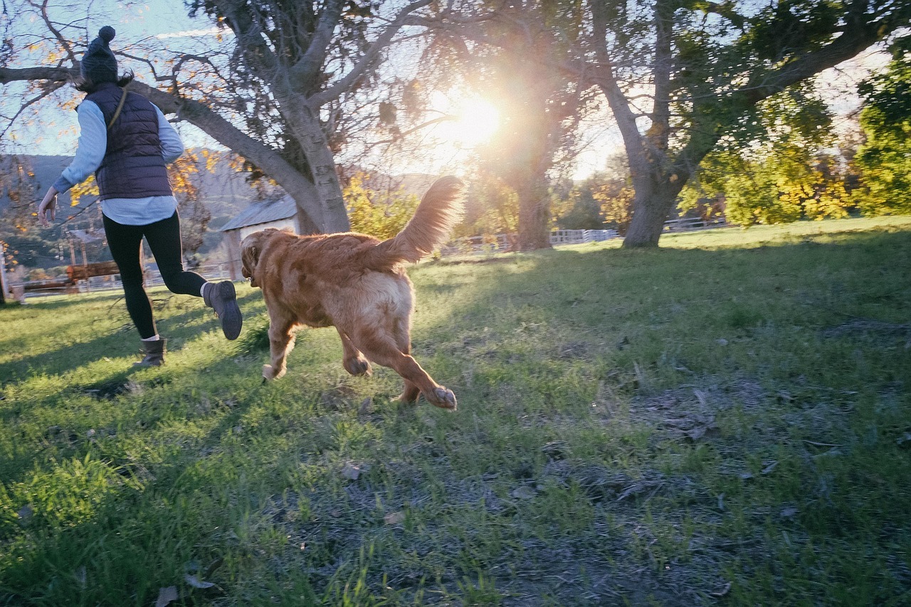 Stress in dogs causing chase behaviour