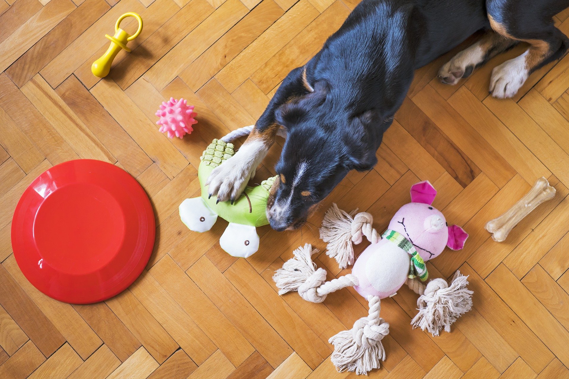 Lockdown puppy enrichment toys