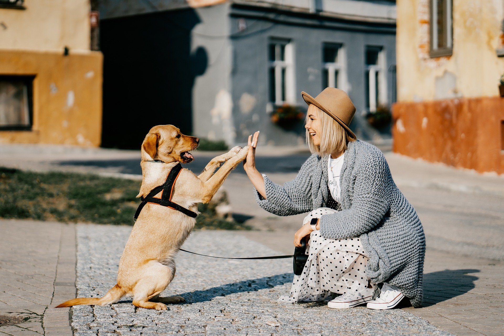 Stress in dogs - successful owner and dog