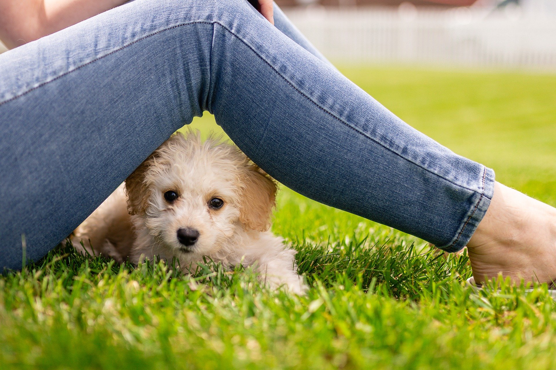 Lockdown puppy in training