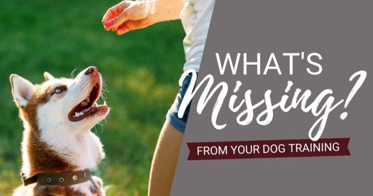 Dog Training At Home: What’s Missing From Your Plan?