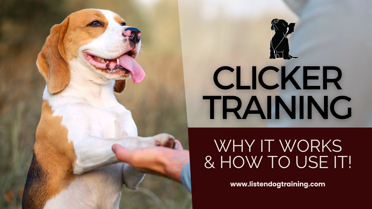 Dog Training With a Clicker: Your Shortcut To Awesome Results!