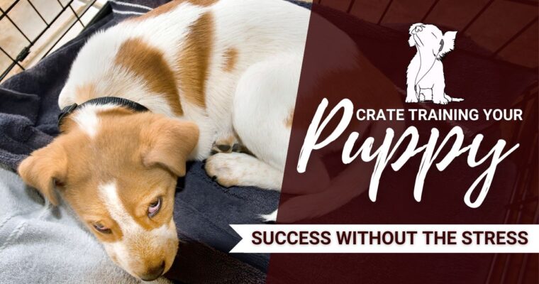 Crate Training A Puppy Made Easy: Guarantee Success WITHOUT Stress