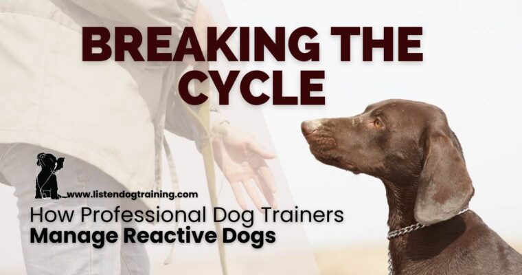 Breaking the Cycle: How Professional Dog Trainers Manage Reactive Dogs