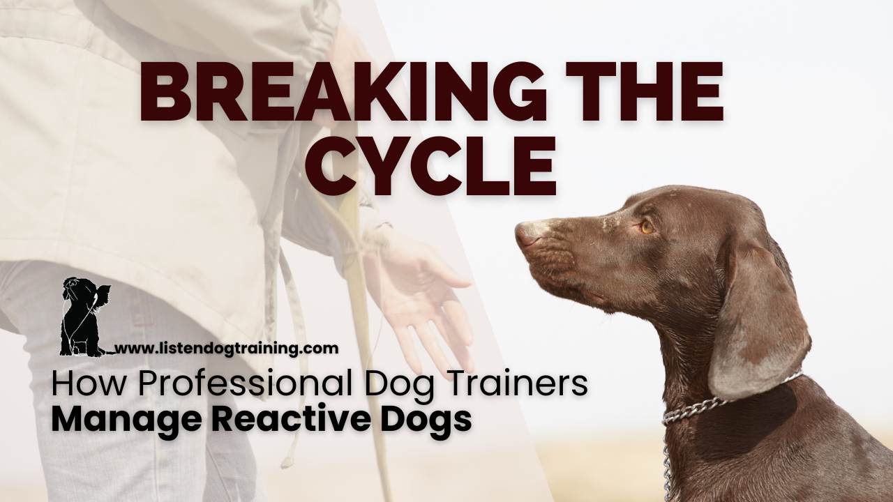 Breaking the Cycle: How Professional Dog Trainers Manage Reactive Dogs