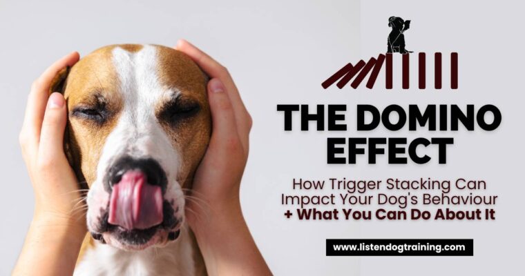 The Domino Effect: How Trigger Stacking Can Impact Your Dog’s Behaviour and What You Can Do About It