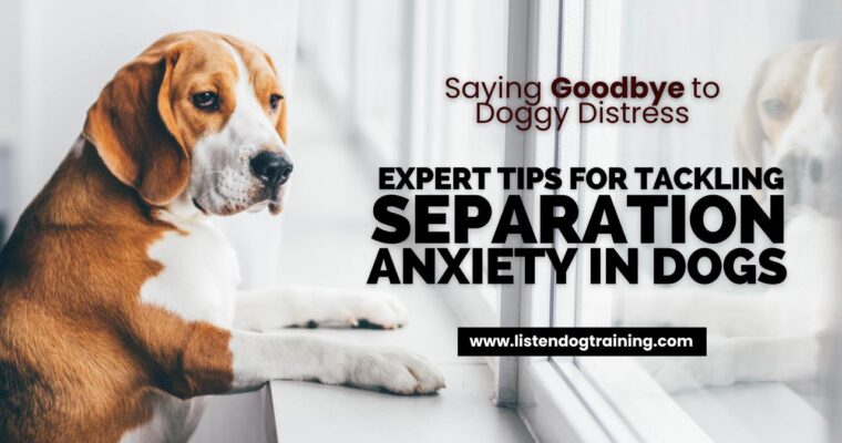 Expert Tips for Tackling Separation Anxiety in Dogs